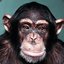 urban chimp
