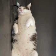 自幼苦练小帮手至今六枪马其五