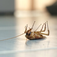 Pest Control