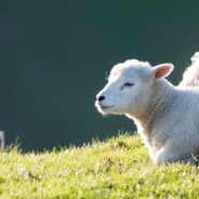 苦茶子都被骗没了