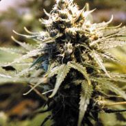 AFG KILLA 510 - steam id 76561197960560206