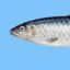 Jerome Sardine