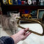 Напедалил в кота