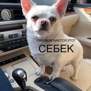 Себек порода. Себек 001к. Себек собака. Себек собака 0001к. Себек Сережа 01к