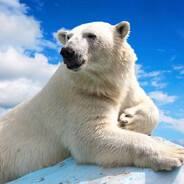 polarbear
