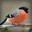 Bullfinch