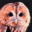 Lutzi🦉