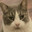 PhatCat