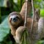slothbeard