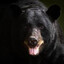 Black Bear