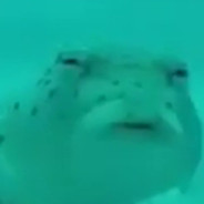 Святой Блинчик