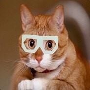 Chop avatar