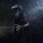 Distinguised Raven