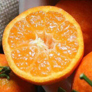 四会最后的一砂糖桔