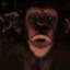 Great Ape Sugriva