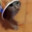 dogo9998