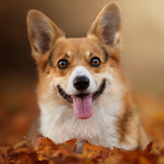 咸锅巴（随机赢对）800+