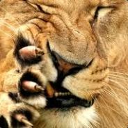 BUSKADOR - steam id 76561197961815306