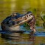 JACARÉ-DO-PANTANAL