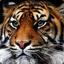 The Amur Tiger