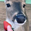 fraise cerf