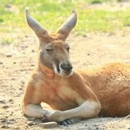 KangarooKnight