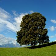 EfErN