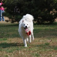 一棒子把你轮出[阳性]