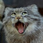 FridayManul
