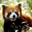 KingRed_Panda