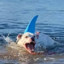 water doggo