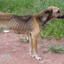 dog starver