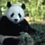 hypnotic panda