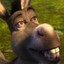 Thicccdonkey