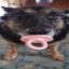 Dabinkster