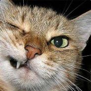 ₦ø₦₴₱ₒₒₖy