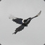Magpie1991