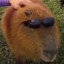 ♂Capybara♂