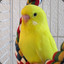 budgerigar