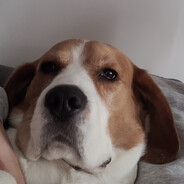 Piggy