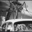 HumongousMosquito053