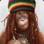 Reggae Chimp