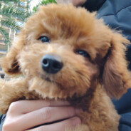 读完之后扎爆自己春戴