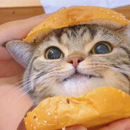 汉堡猫要吃薯条