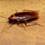 Cockroach