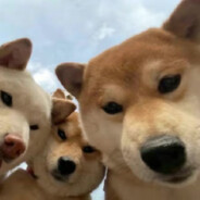 翻斗花园第一投弹手