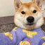 猪仔仔