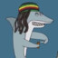 reggae shark