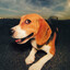 Flying Beagle