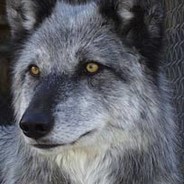 Nymeria - steam id 76561197970552700